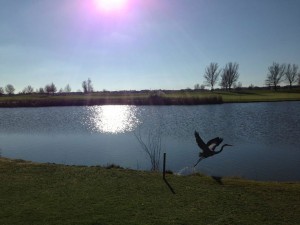 Reserve at Spanos Park
